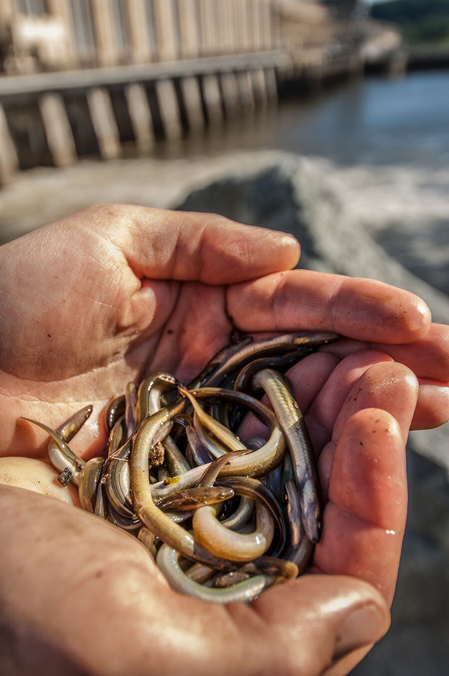 Young eels by Conowingo Dam